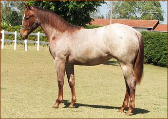 horse-01
